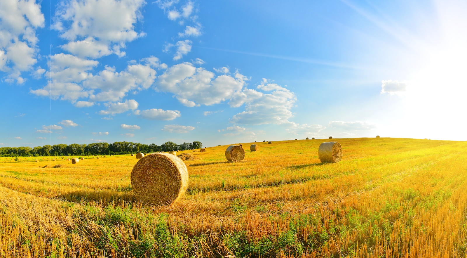 Prairie field