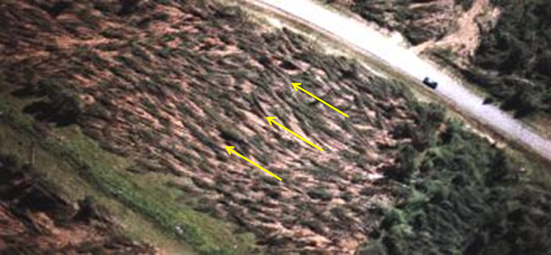 flattened trees in straight-line pattern